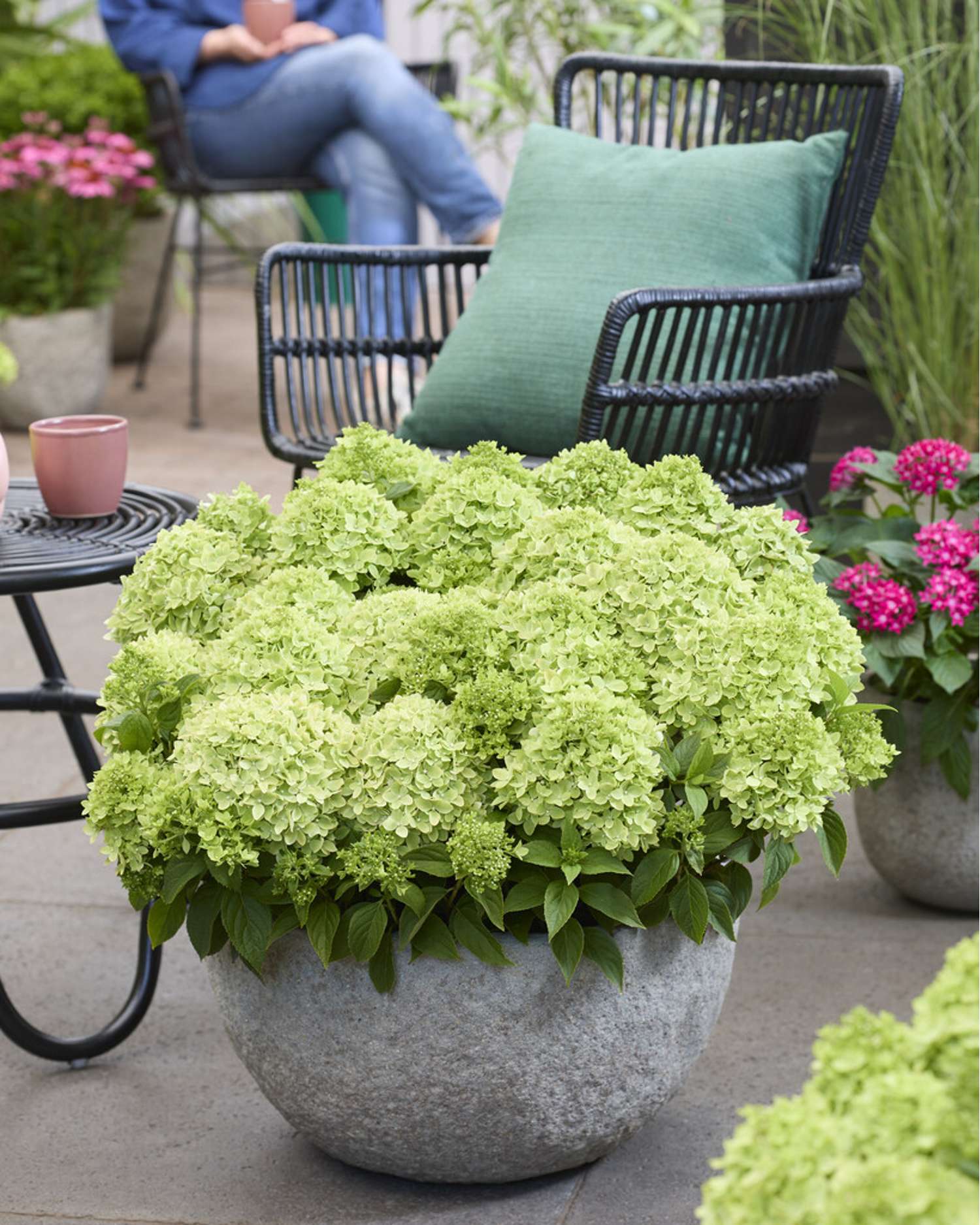 Hortensia 'Groundbreaker Greeny'